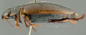 Media type: image;   Entomology 33415 Aspect: habitus lateral view